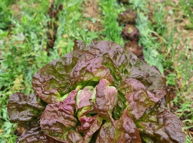 Grand Avec Tennis Et Piscine בית נופש